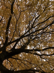 Lecanoromycetes