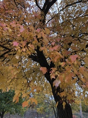 Lecanoromycetes