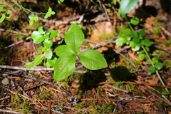 Lysimachia latifolia