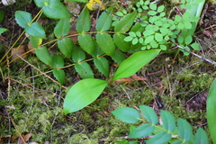 Clintonia uniflora