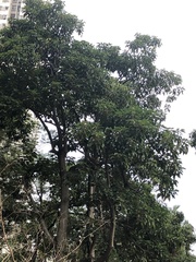 Aleurites moluccanus