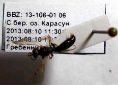 Parapiagetia tridentata