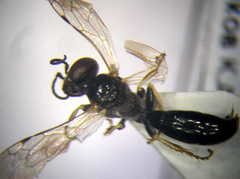 Parapiagetia tridentata