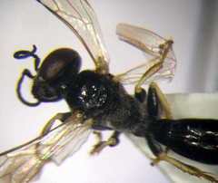 Parapiagetia tridentata