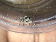 Phidippus asotus