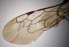 Parapiagetia tridentata