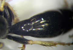 Parapiagetia tridentata