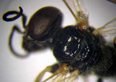 Parapiagetia tridentata