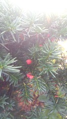 Taxus cuspidata