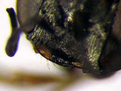 Parapiagetia tridentata