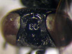 Parapiagetia tridentata