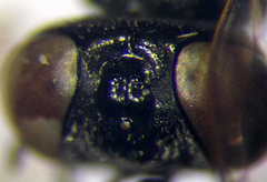 Parapiagetia tridentata