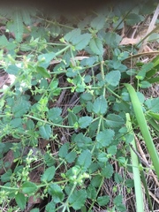 Gonocarpus teucrioides