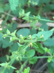 Gonocarpus teucrioides