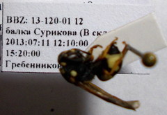 Parodontodynerus ephippium