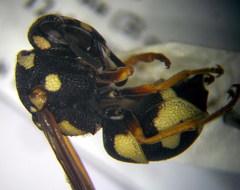 Parodontodynerus ephippium