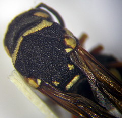 Parodontodynerus ephippium