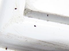 Sminthurinus minutus