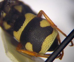 Parodontodynerus ephippium