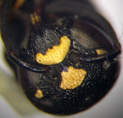 Parodontodynerus ephippium