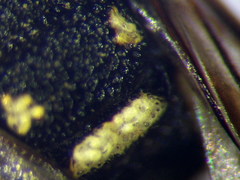 Parodontodynerus ephippium