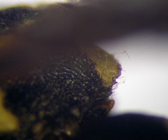 Parodontodynerus ephippium