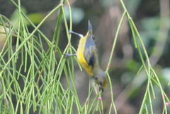 Euphonia