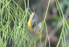 Euphonia