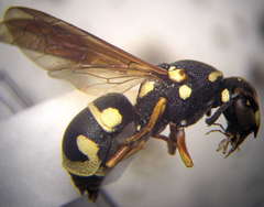 Parodontodynerus ephippium