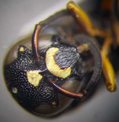 Parodontodynerus ephippium