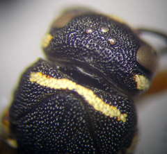 Parodontodynerus ephippium