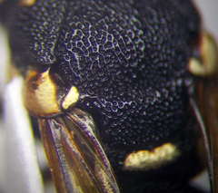 Parodontodynerus ephippium