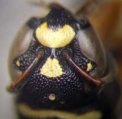 Parodontodynerus ephippium