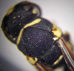Parodontodynerus ephippium