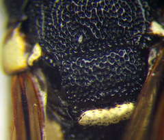 Parodontodynerus ephippium