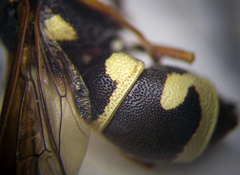 Parodontodynerus ephippium