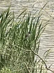 Rhipidura leucophrys