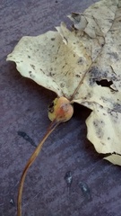 Pemphigus obesinymphae