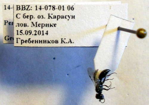 Little Black Wasp