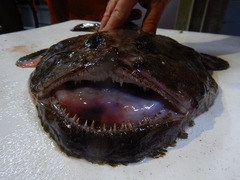 Lophius