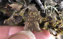Pseudocyphellaria hawaiiensis