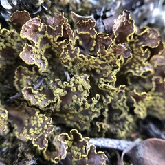 Pseudocyphellaria hawaiiensis