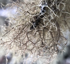Usnea flavocardia