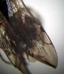 Physetopoda