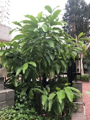 Magnolia × alba