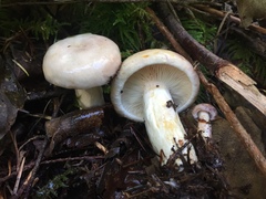 Lactarius pallescens