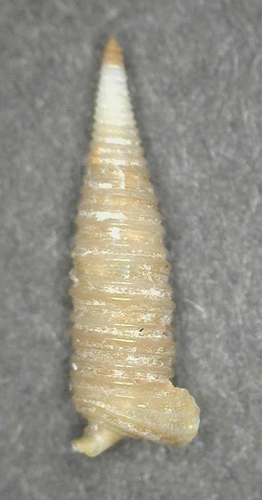 Viriola abbotti observed 2014-07-20