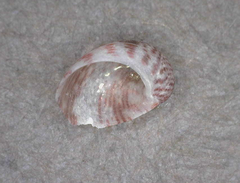 Synaptocochlea concinna