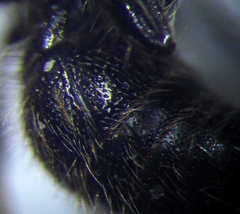 Physetopoda halensis