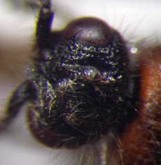 Physetopoda halensis